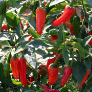 Apache Chili Pepper Seeds