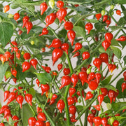 Sweet Drop Chilli Pepper Seeds