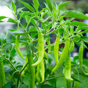 Chilli Pepper Seeds