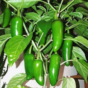 Jalapeno Chilli Pepper Seeds