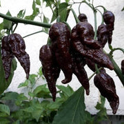 Black Bhut Jolokia Chilli Pepper Seeds