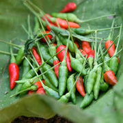 Kanthari Chilli Pepper Seeds