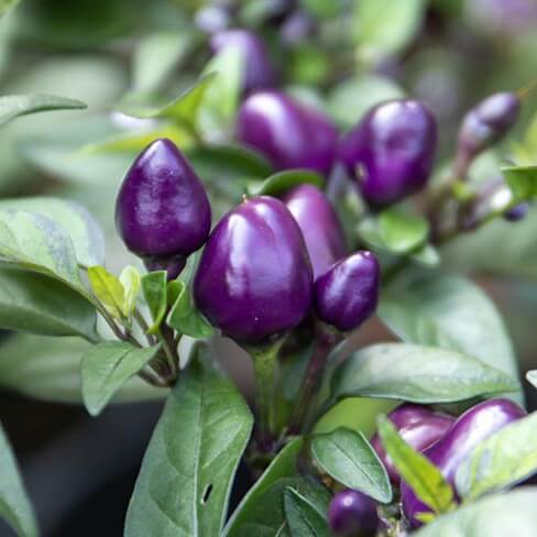 Little Blue Chilli Pepper Seeds