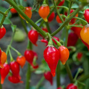 Sweet Drop Chilli Pepper Seeds