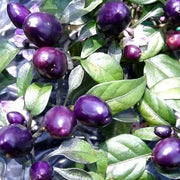 Little Blue Chilli Pepper Seeds