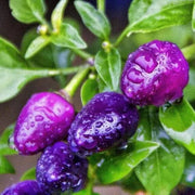 Little Blue Chilli Pepper Seeds