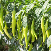 Chilli Pepper Seeds