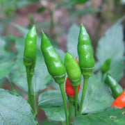 Kanthari Chilli Pepper Seeds