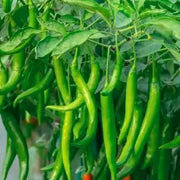 Chilli Seeds - for Home Gardens Seeds