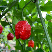 Breath Chilli Seeds