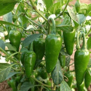 Bullet Chilli Seeds