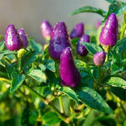 Purple Chilli Seeds