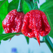 Trinidad Moruga Scorpion Chilli Seeds