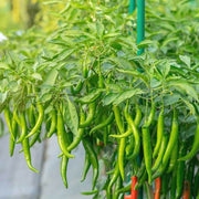 Chilli Seeds - for Home Gardens Seeds