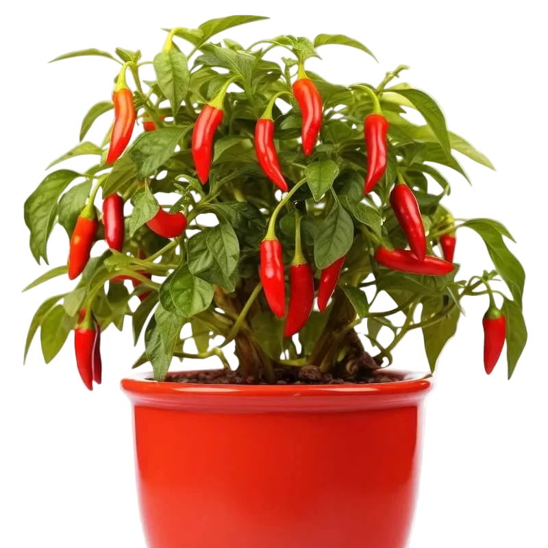 Chilli Seeds - All In One For Home Gardens