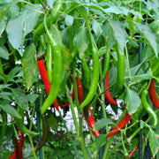 Chilli Seeds - All In One For Home Gardens