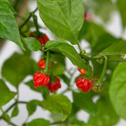 Breath Chilli Seeds