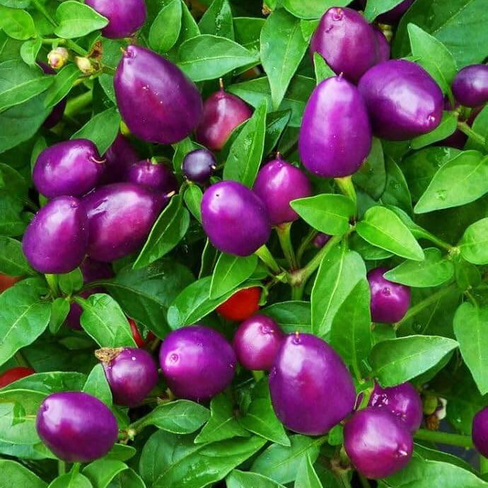 Purple Chilli Seeds
