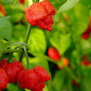 Trinidad Moruga Scorpion Chilli Seeds