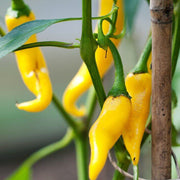 Yellow Chilli Seeds