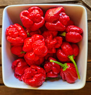 Trinidad Moruga Scorpion Chilli Seeds