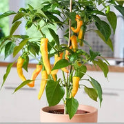 Yellow Chilli Seeds
