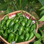 Bullet Chilli Seeds