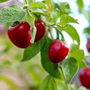 Ramnad Mundu Round Chilli Seeds