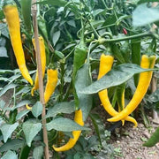 Yellow Chilli Seeds