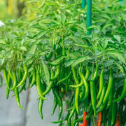 Green Chilli Seeds