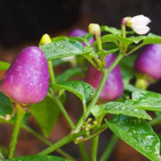 Purple Chilli Seeds