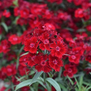 Dianthus Seeds – Dianthus chinensis