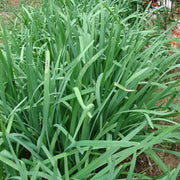 Allium tuberosum Chinese Chive Seeds, Herbal