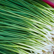 Allium tuberosum Chinese Chive Seeds, Herbal