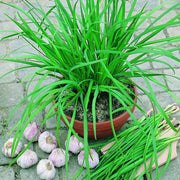 Allium tuberosum Chinese Chive Seeds, Herbal