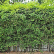 Chinese Clumping Bamboo Seeds - Ornamental Bamboo Landscape Seeds
