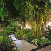 Chinese Clumping Bamboo Seeds - Ornamental Bamboo Landscape Seeds