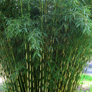 Chinese Clumping Bamboo Seeds - Ornamental Bamboo Landscape Seeds