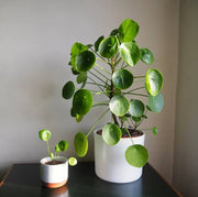 Pilea Seeds, Pilea peperomioides