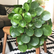Pilea Seeds, Pilea peperomioides