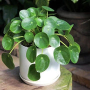 Pilea Seeds, Pilea peperomioides