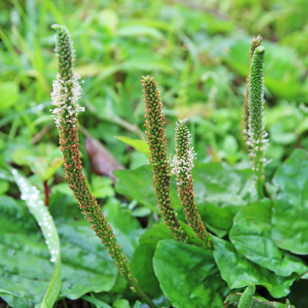 Plantago Asiatica Plantain Seeds, Herbal
