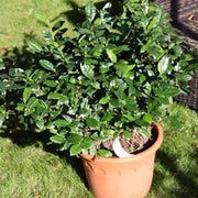 Japanese Seeds, Camellia sinensis var. sinensis