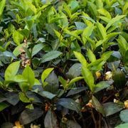 Japanese Seeds, Camellia sinensis var. sinensis