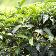Japanese Seeds, Camellia sinensis var. sinensis