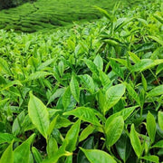 Japanese Seeds, Camellia sinensis var. sinensis