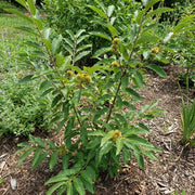 Chinquapin Chestnut Tree Seeds - Fruit Plant