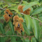 Chinquapin Chestnut Tree Seeds - Fruit Plant