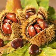 Chinquapin Chestnut Tree Seeds - Fruit Plant