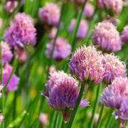 Allium schoenoprasum Chive Seeds, Herbal